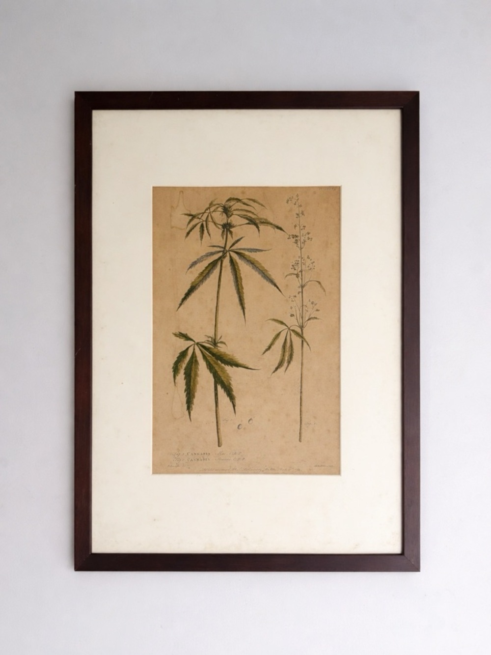 Antique Botanical Print 🌿 Hand Colored Framed Vintage Wall Art